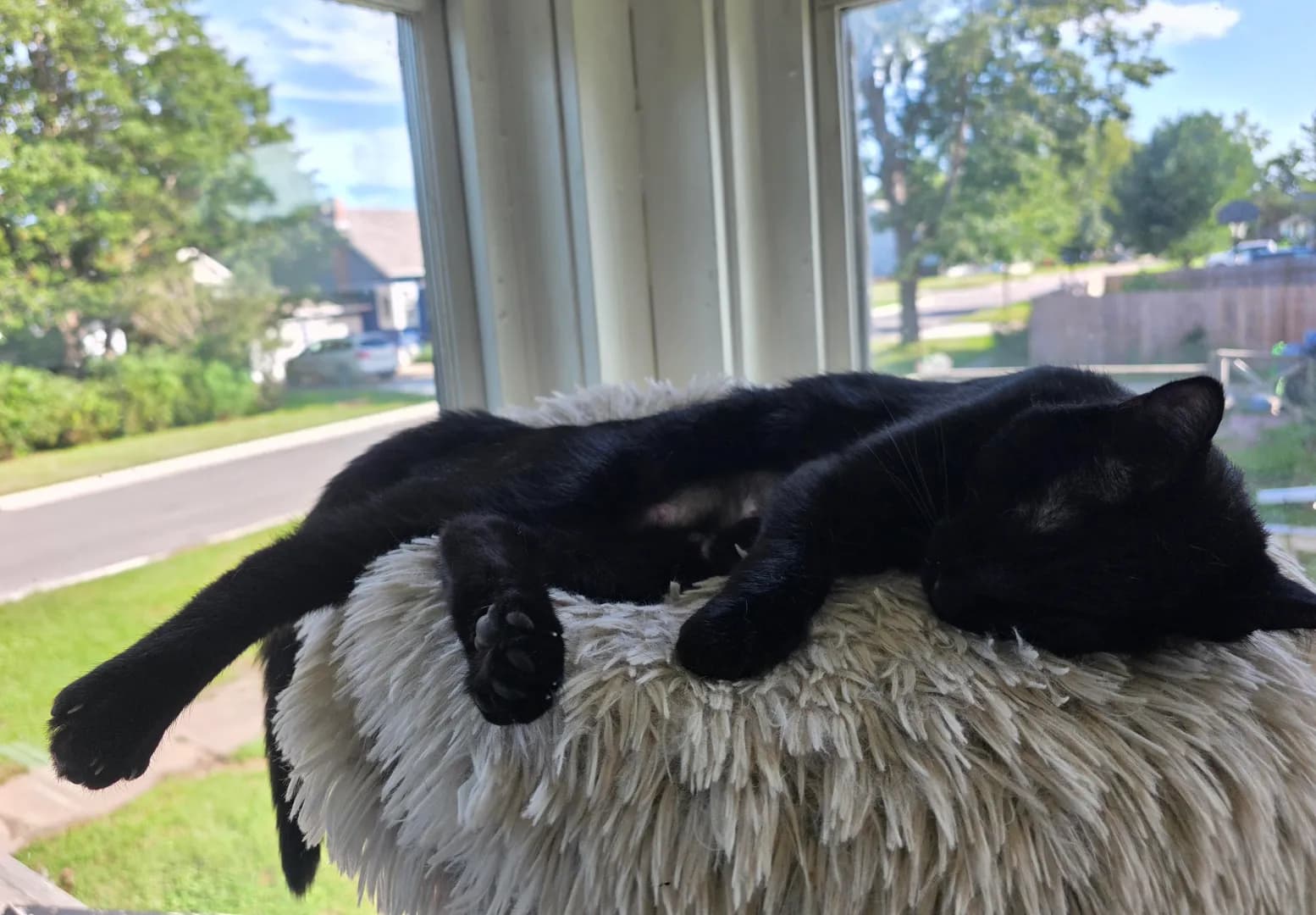 Happy first birthday to 5 of my cats!