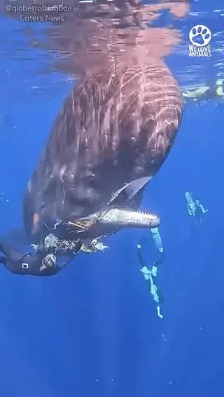 Woman using her hands to remove trash from the mouth of a whale.