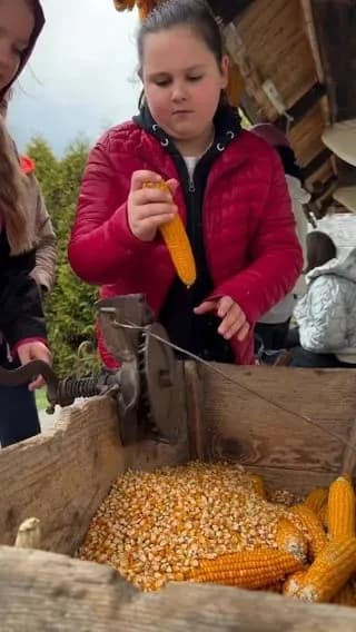 A vintage hand-crank corn sheller in action