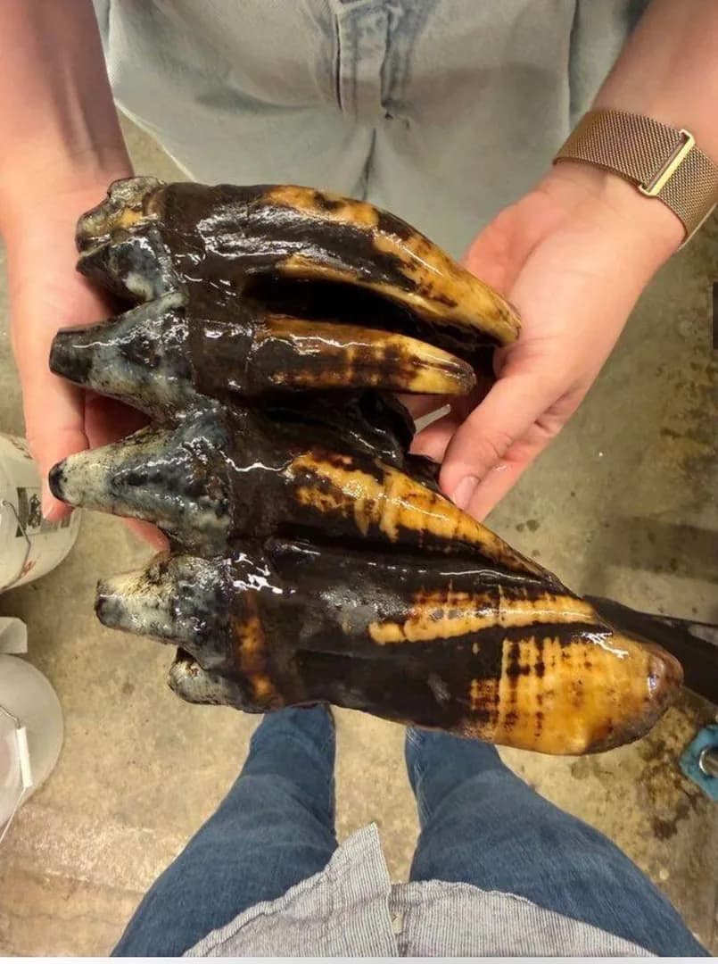 California Geologist Just Stumbled Upon An Enormous Mastodon Tooth While Performing Routine Fieldwork