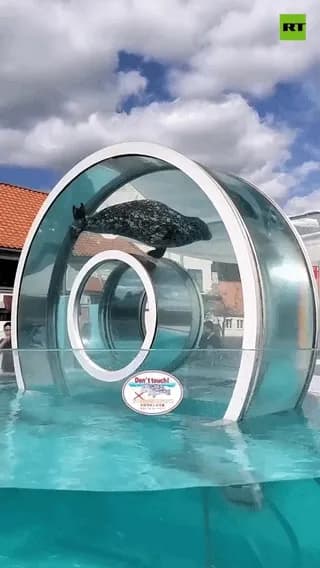 This water wheel so the seals can see what hooman is doing