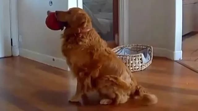 Adorable dog brings toy to the intruder who broke into his house