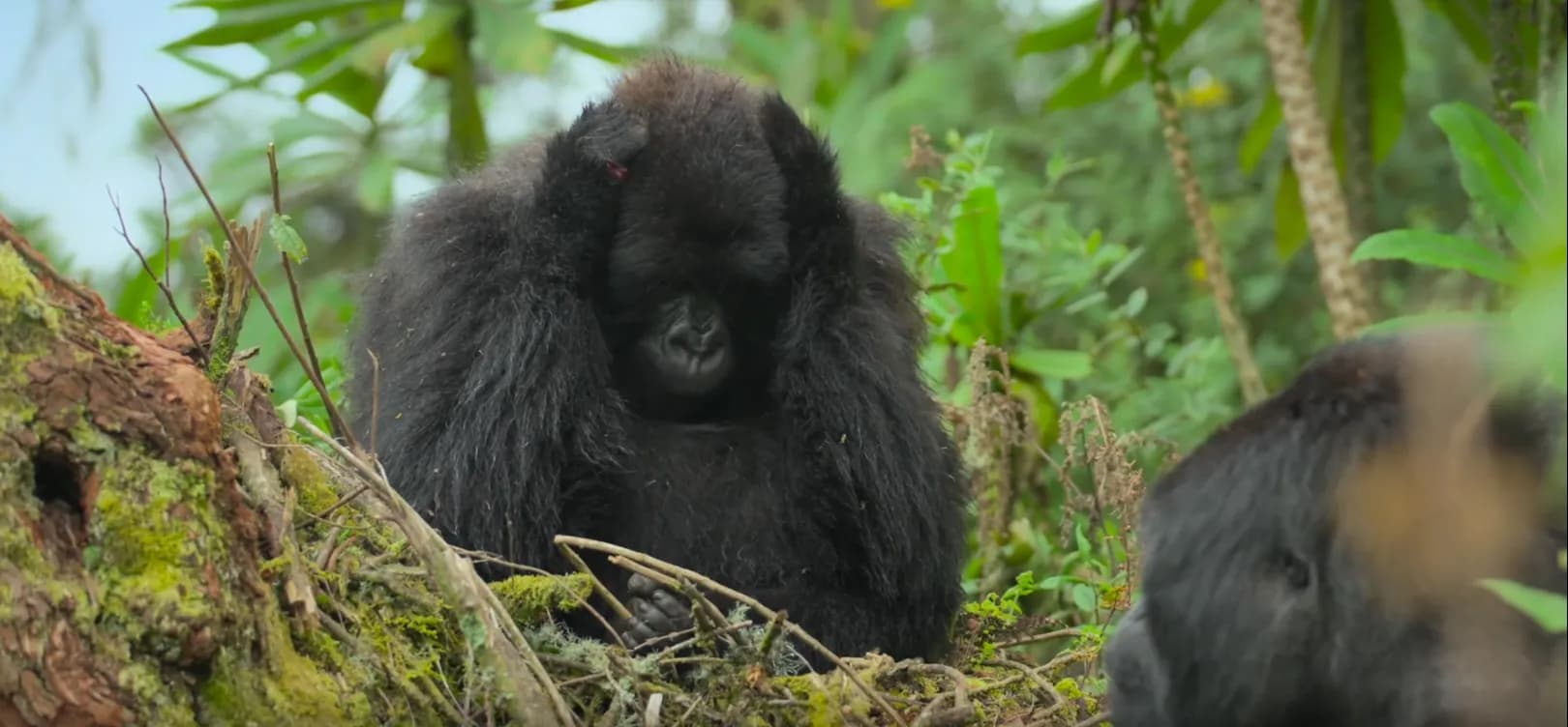 Gorilla Inyange pictured in distress and placing her hands on her head after she lost her newborn baby. Ubwuzu, the baby's father, is sitting nearby and observing her. The incident was featured in Dav