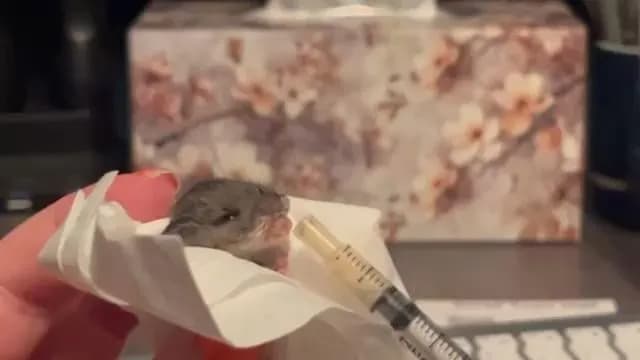 No one else understands.. this little mouse that I found is still a life worth saving