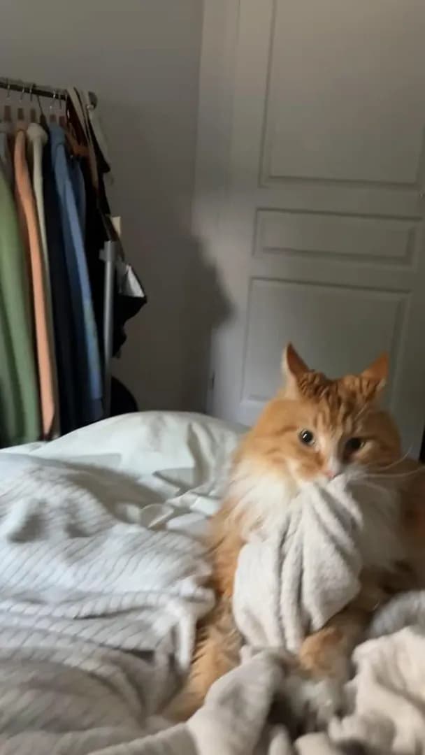 Lazzo me semble très concentré dans son travail