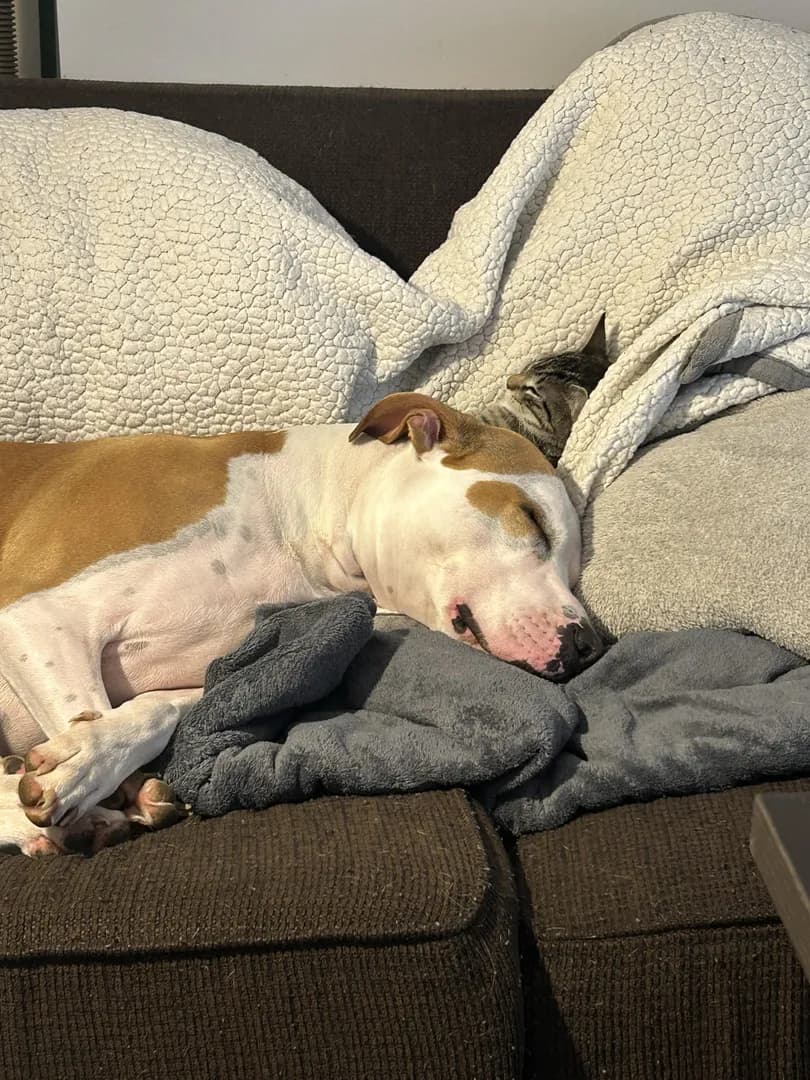 When your best friend is also your pillow