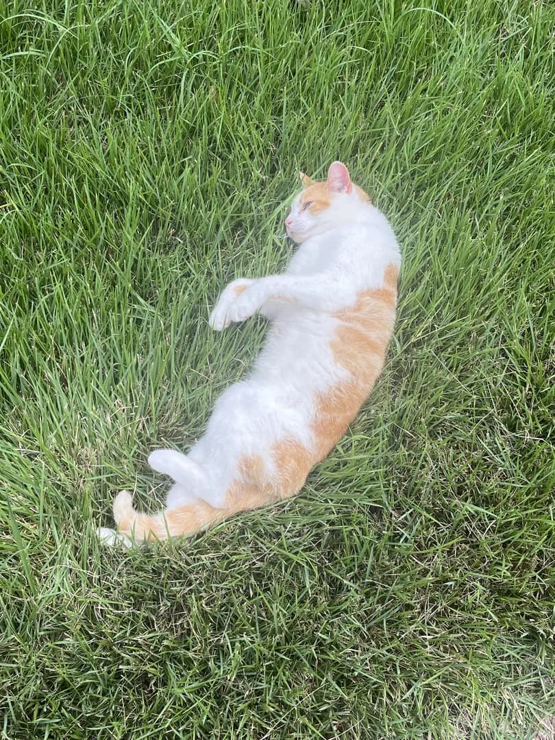 A Murry Melt in the grass