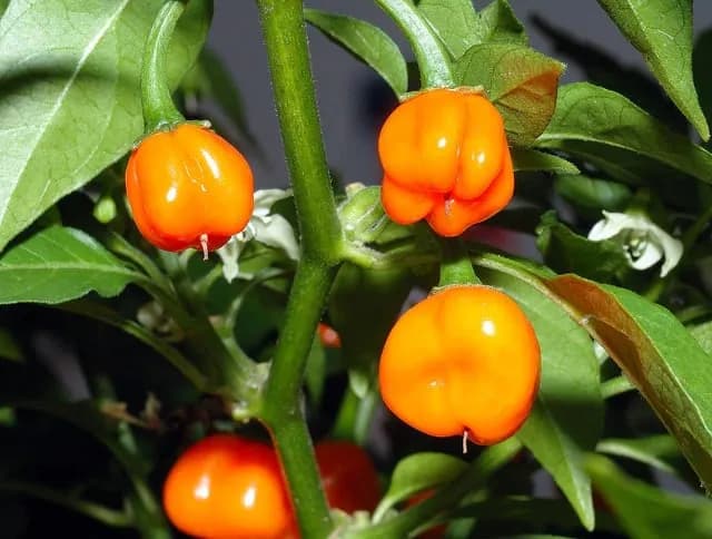 TIL that the spiciest peppers in the world all belong to the exact same species called Capsicum chinense, named because it was mistakenly thought to come from China. It includes the habanero, Scotch b