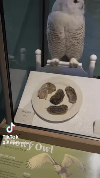 A detailed look at different Bird specimens and its prey.