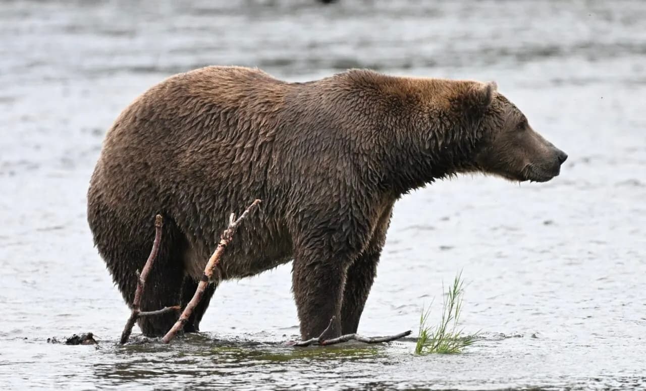 I Can Bearly Contain My Excitement For Fat Bear Week - Kotaku