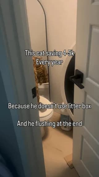 A cat that is trained to use a regular toilet instead of a litter box and flushes afterward