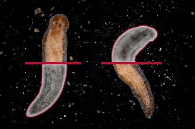 New study identifies genes that help flatworms regenerate their brains