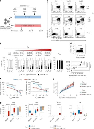 Deletion of a distal IRF4 element prevents inflammation-induced reprogramming of human regulatory T cell fate