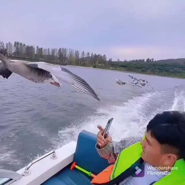 Greylag geese flying in formation alongside a boat. What an incredible moment to witness up close! 🪿🚤