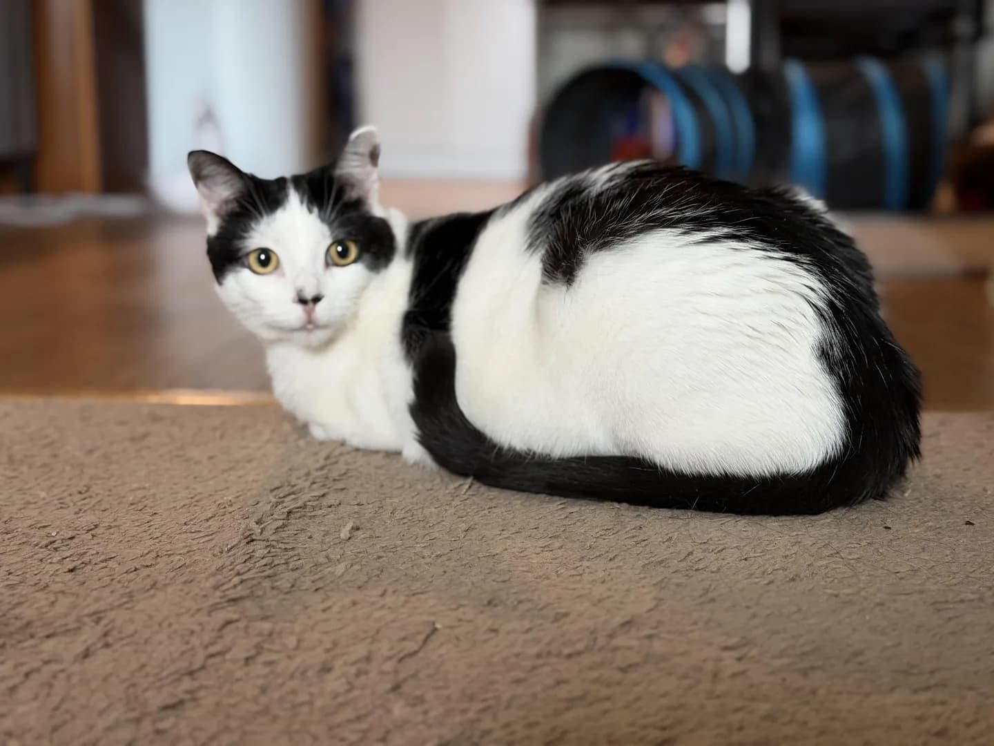 My kitten’s tail lining up perfectly with a black spot on his back