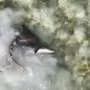 Eat, prey, love: Nurse shark mating and Northeast angler conflicts offer conservation insights