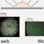 From spider webs to mosaics: How nanosheets of graphene oxide control the patterns left by a drying droplet