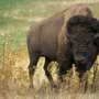 New study reveals gaps in bison parasite management