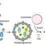 Engineered nanoparticles sensitize gliomas to radiotherapy