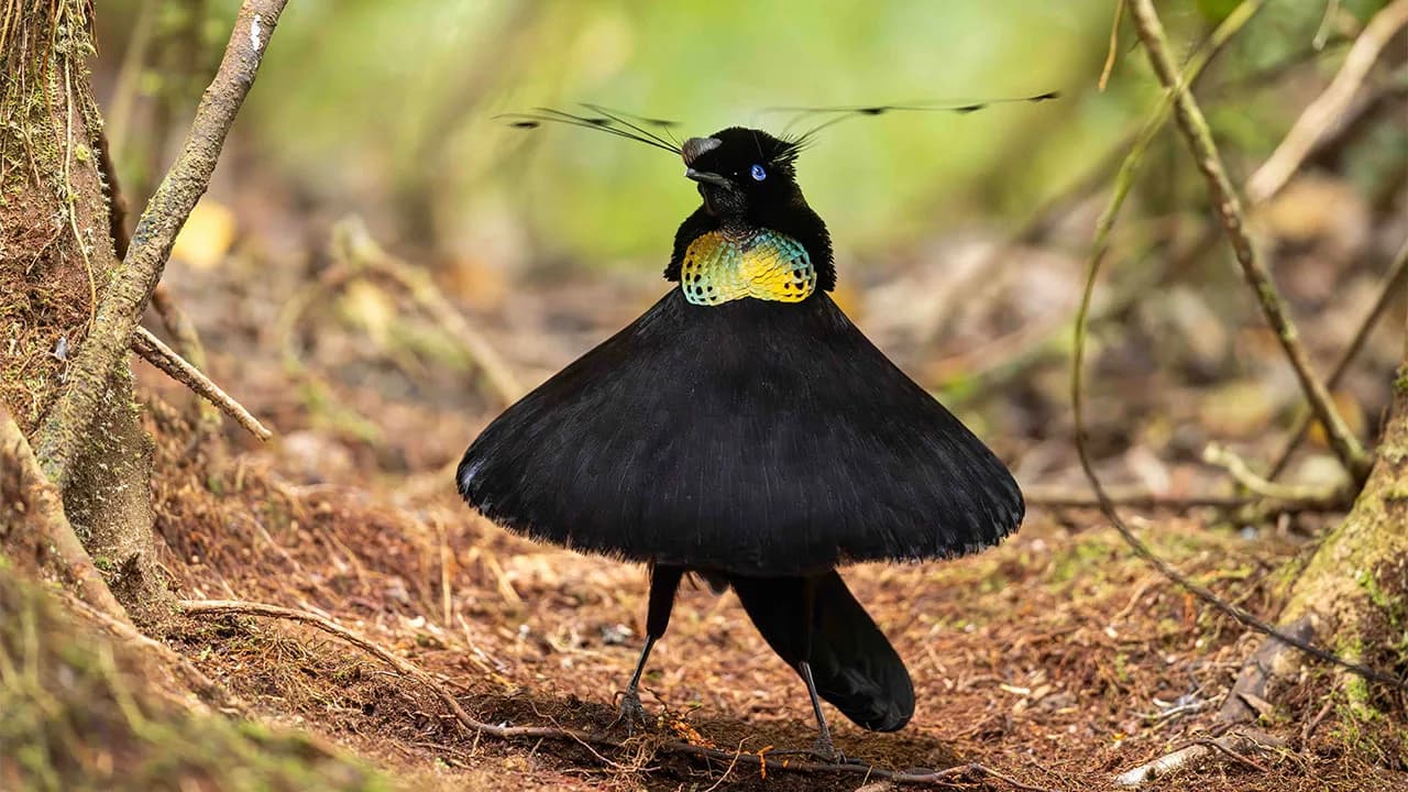 26 Stunning Photos From The 2026 Bird Photographer Of The Year Competition