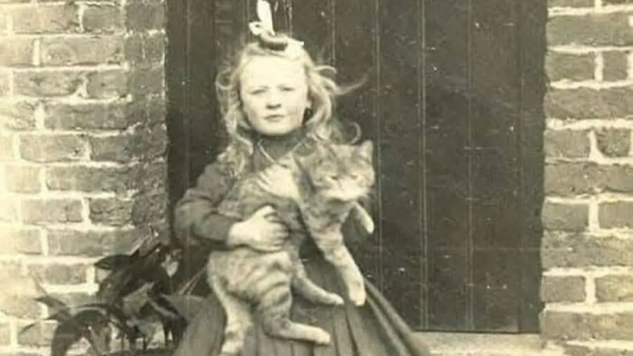 30 Charming Vintage Cat Photos That Show Felines Have Always Stolen Our Hearts, As Shared By This Page