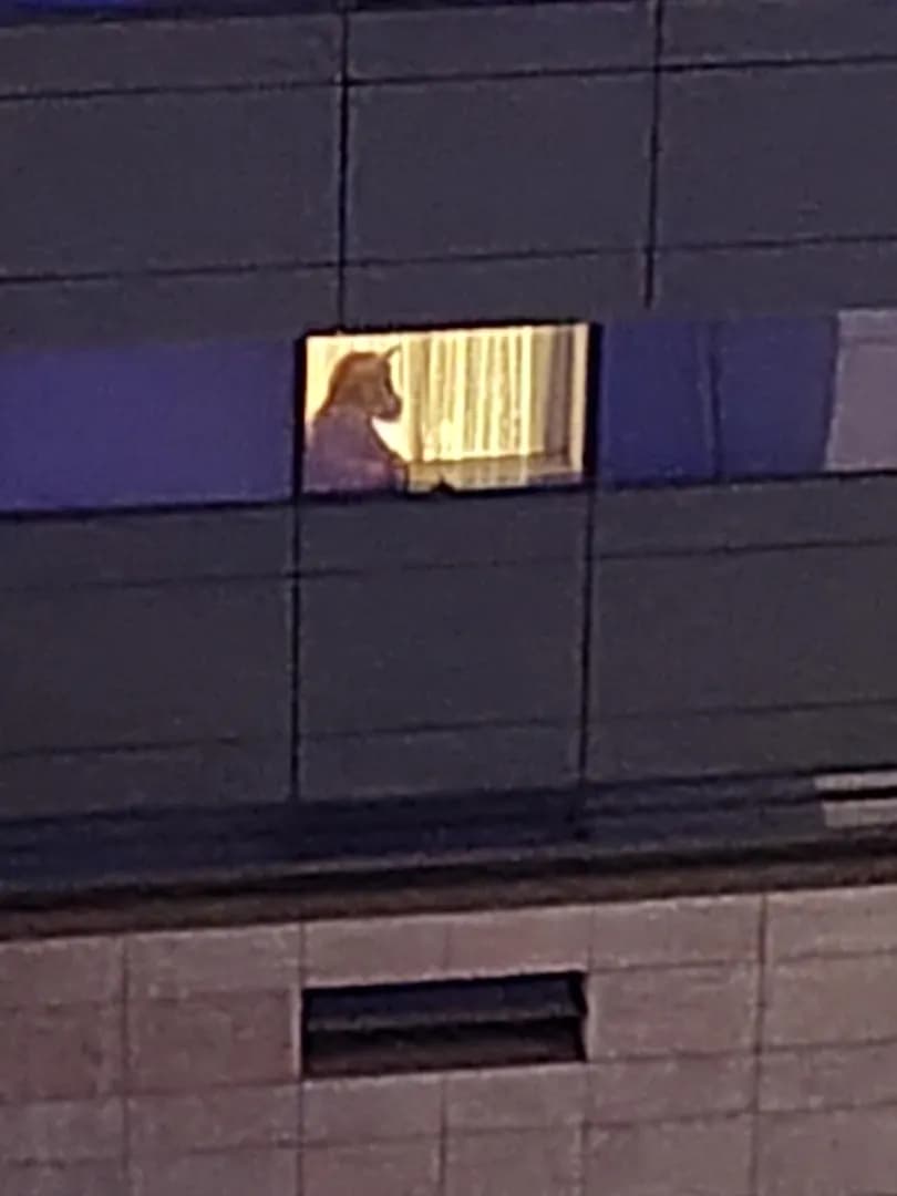 A unicorn looking out the window on a maternity hospital.