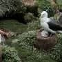 Can a long-lived seabird evolve fast enough to avoid extinction under a changing climate?