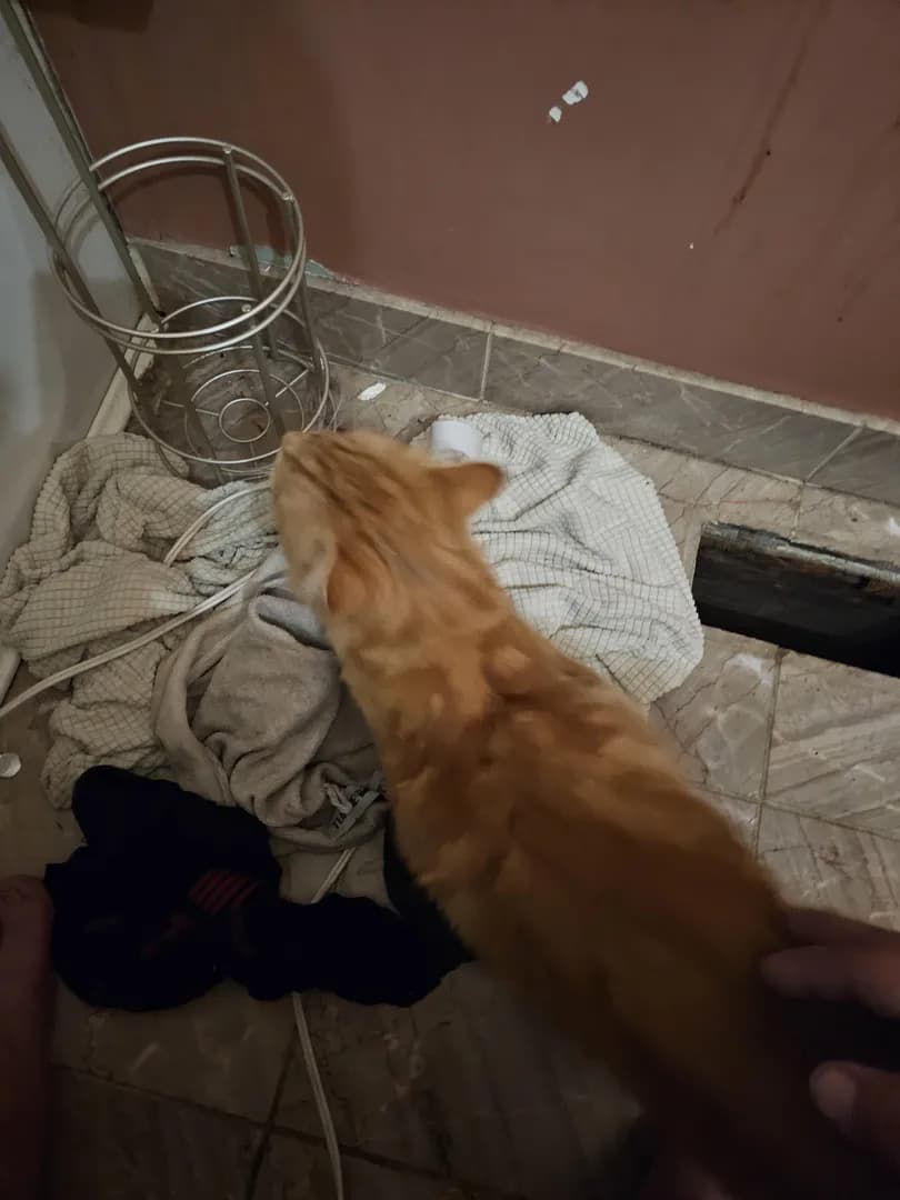 Whent to get a shower this morning and heard a noise in vent. And out came this little guy. He ain't mine lol idk how he got in