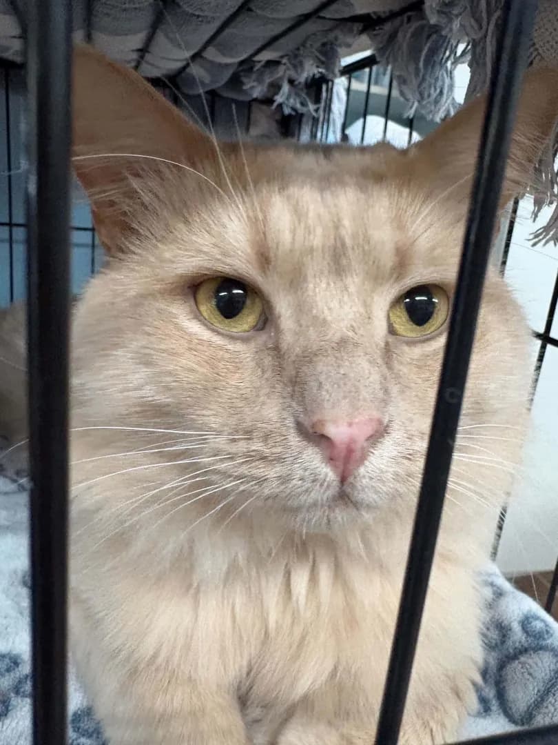 The handsome Jake from our shelter. He didn’t like us when he came in but now he loves getting petted ❤️❤️❤️