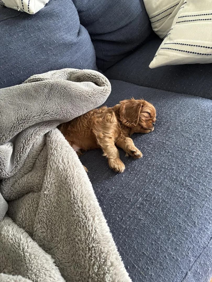 I can't even take this.