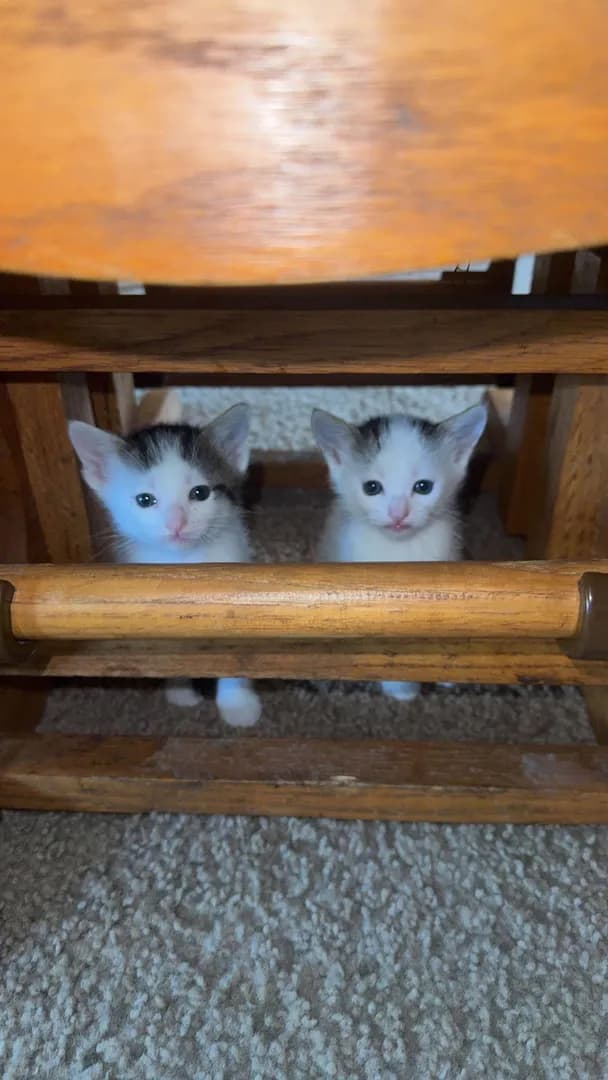 Two little peek-a-boo masters