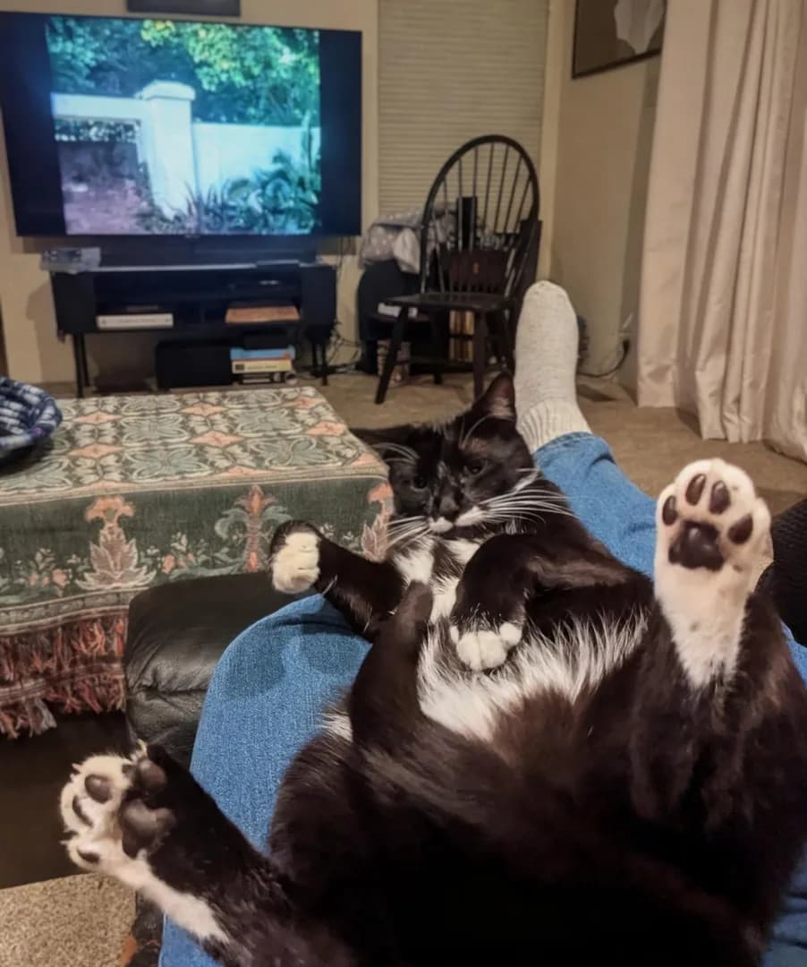 Three pictures of my cat on my leg!