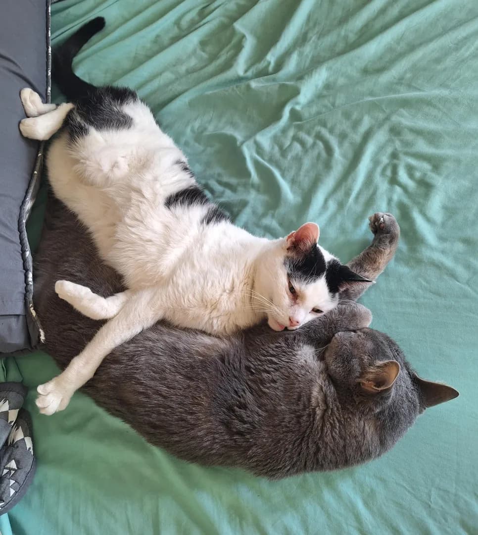 Pedro flopped onto Winston for a nap