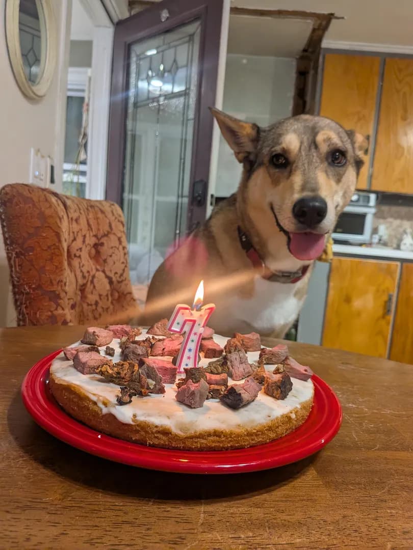 Kona turned 7 today. She's the bestest girl and the love of our lives.