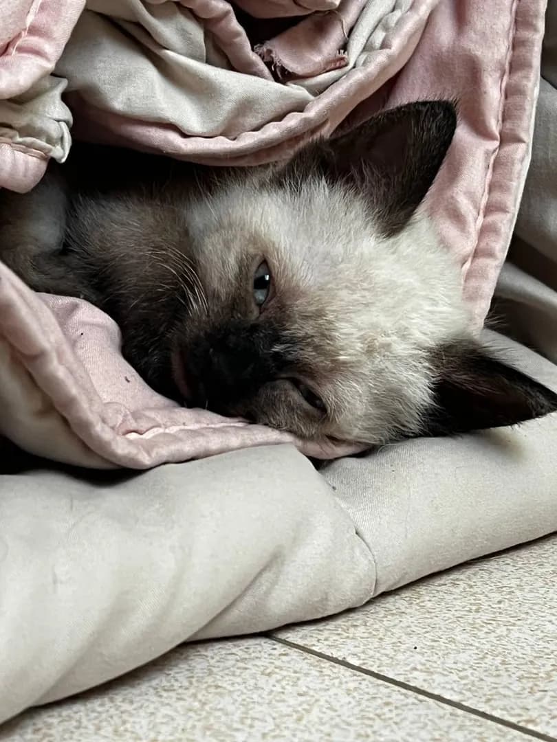 Hora de una siesta ☺️