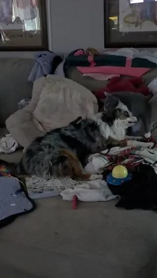 My two babies messing with each other.