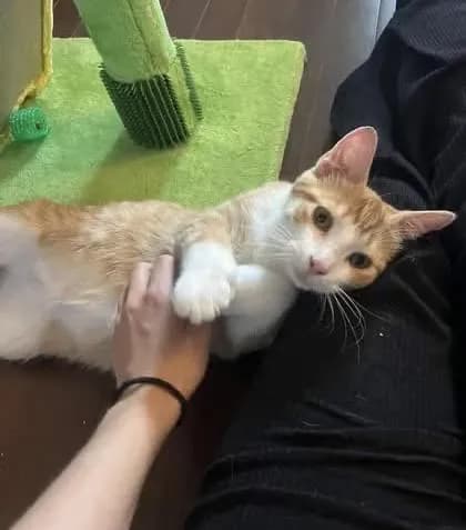 Whiskey from our shelter, now in his forever home. He has a lot of energy and loves to play. He’s an explorer who loves to follow his new humans ❤️❤️❤️
