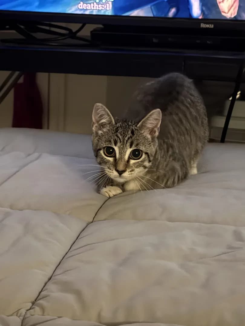 3 months and sassy - meet Taylor