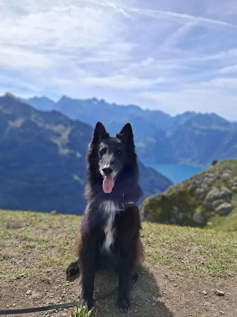 [OG] Hike with my Dog