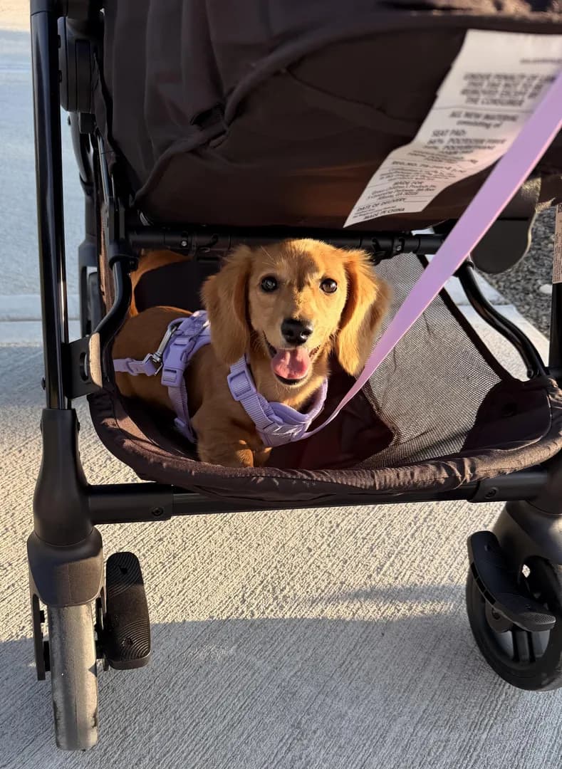 Happy puppy