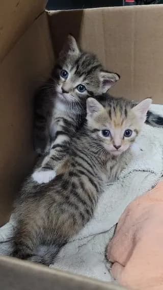 The kittens are almost 4 weeks old. My two favorite videos..so far.
