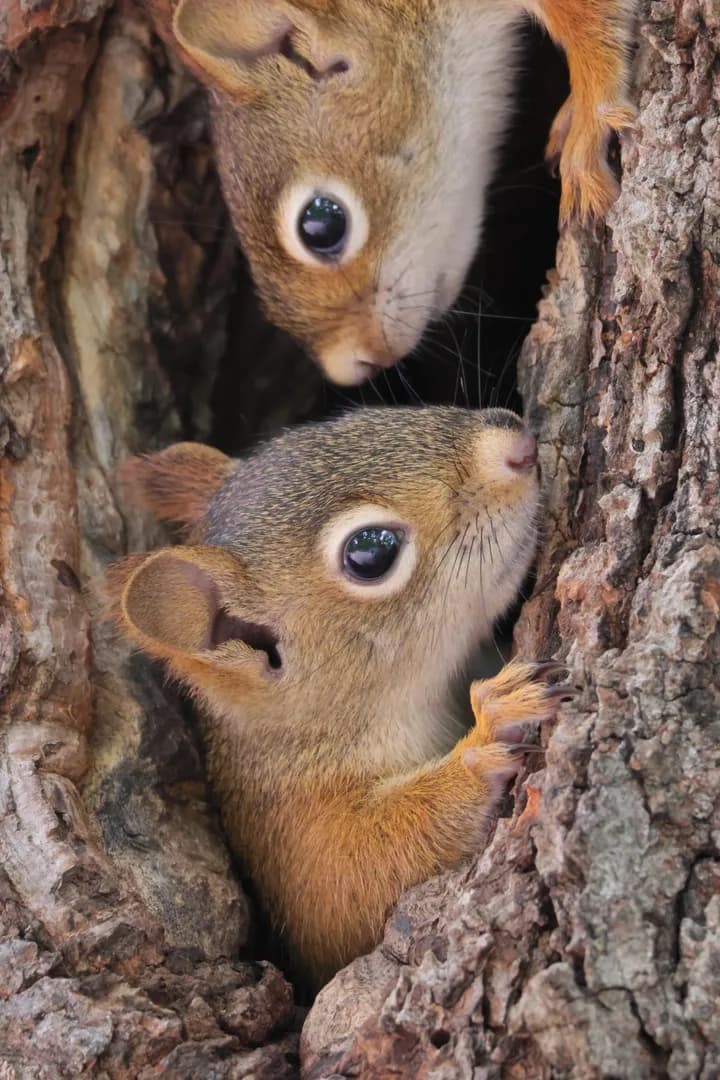 Young red squirrels in a tree