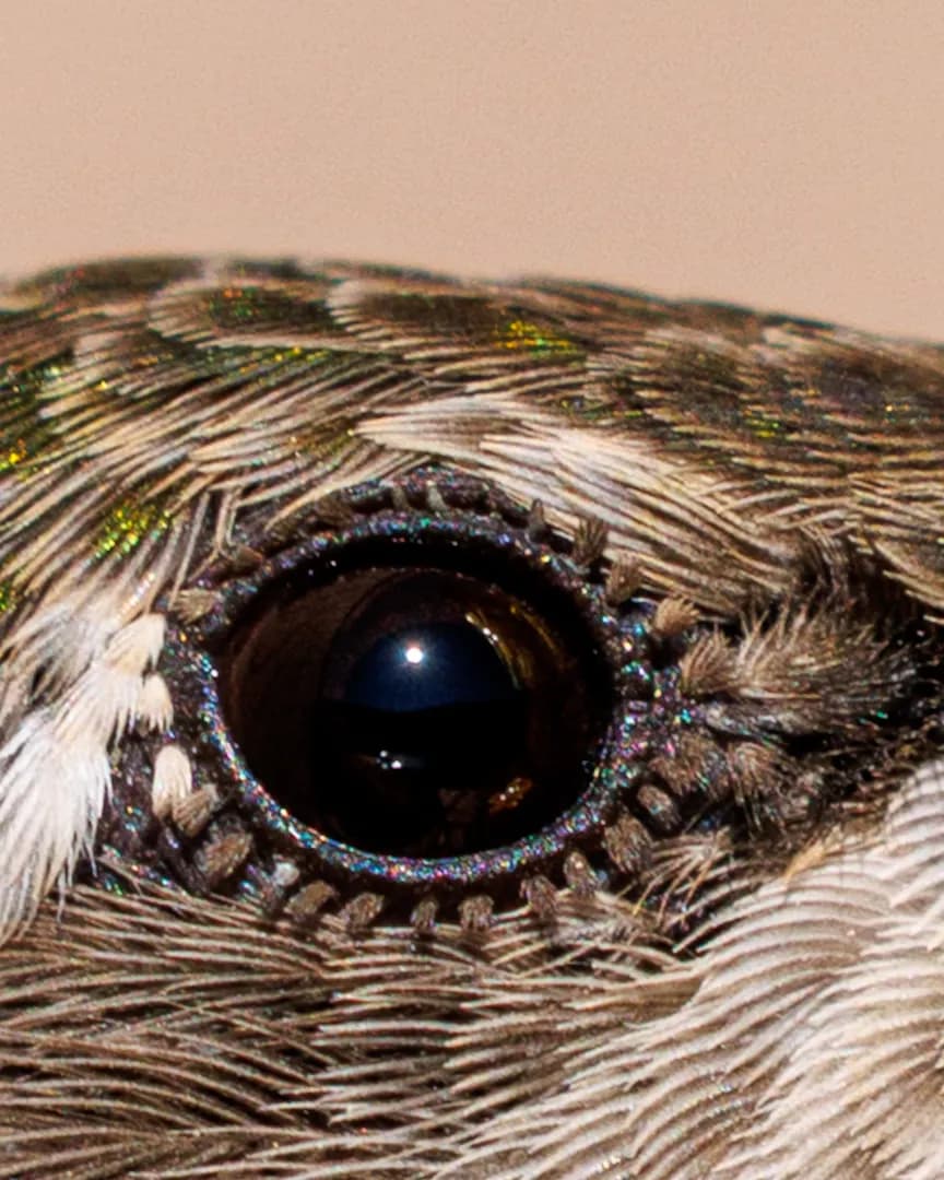 The glittery eyeliner and luxurious lashes I discovered in my hummingbird macro photos.