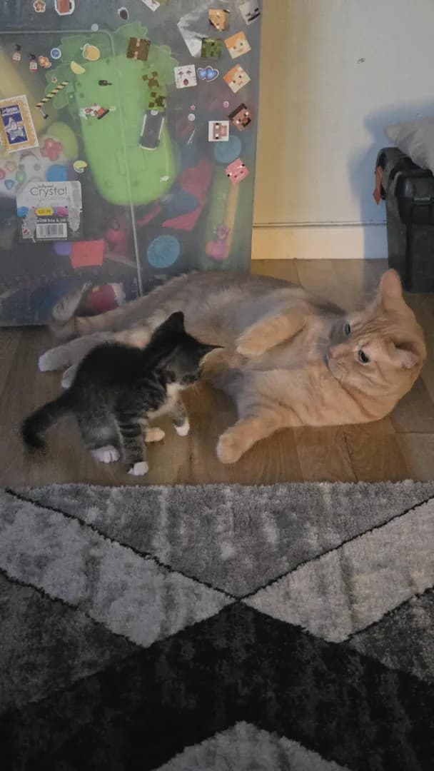 It's only taken 36hrs fot this moment with my new uncle Pickles