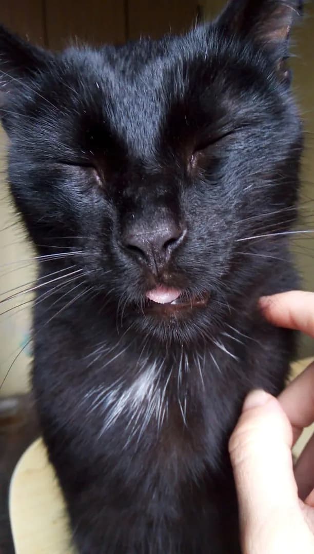 He forgot to put his tongue back in 😸
