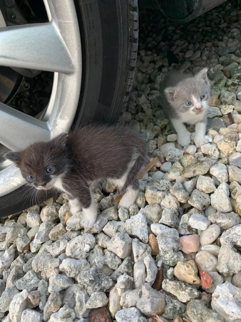 [OC] Looks like this car came with a built-in assistant mechanic team.