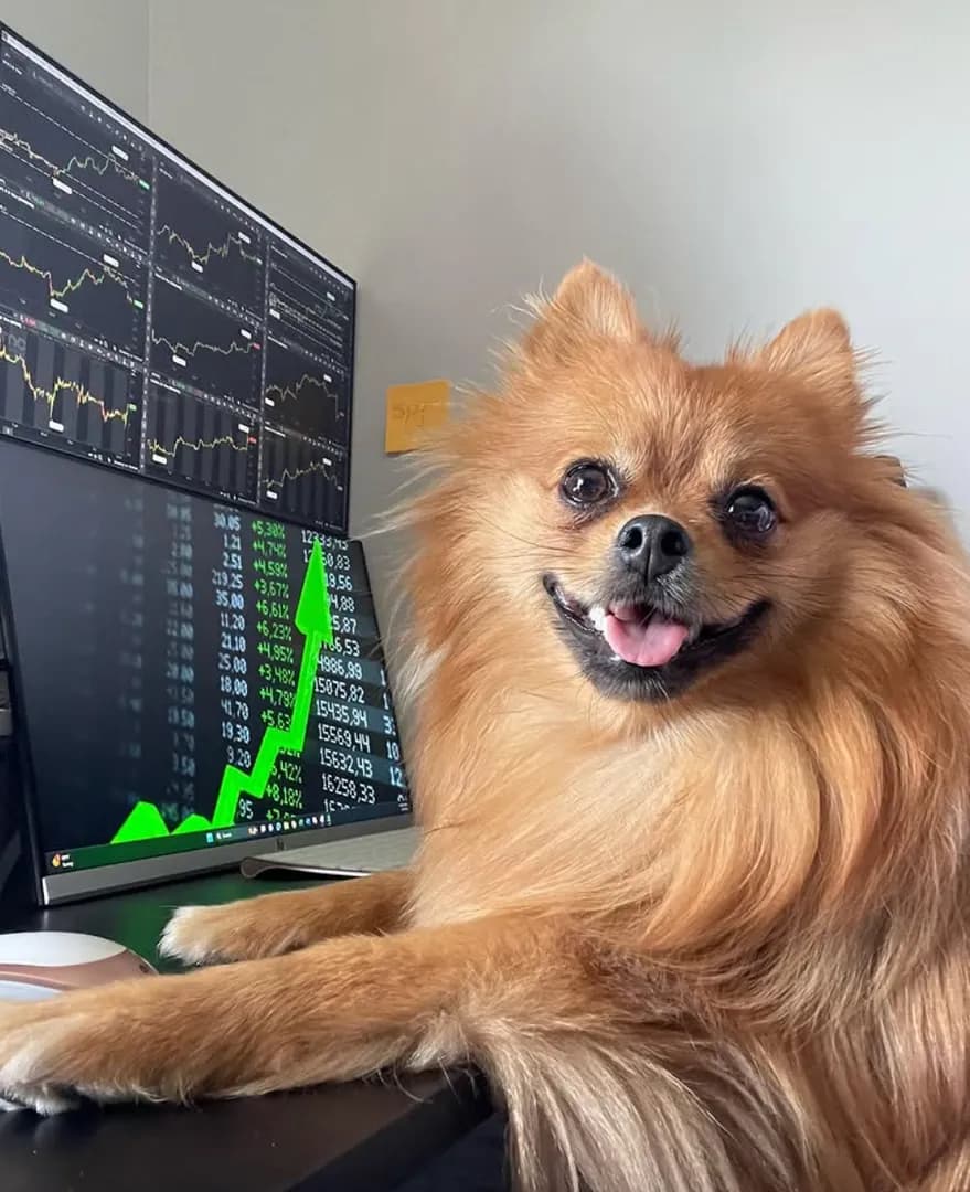 Mimi has seen enough meme stock charts for one day