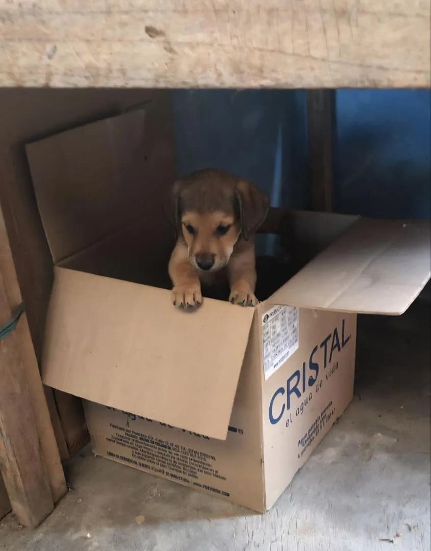 I adopted this baby, and he’ll be with me very soon