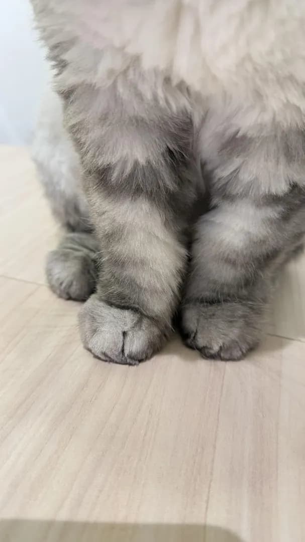 Chonky paws