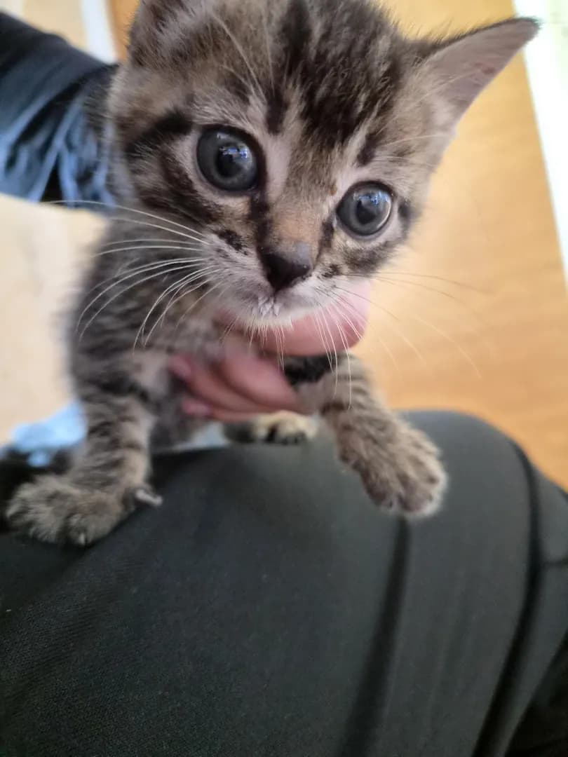 He just wondered to my parents home. He eats a ton and is super active!